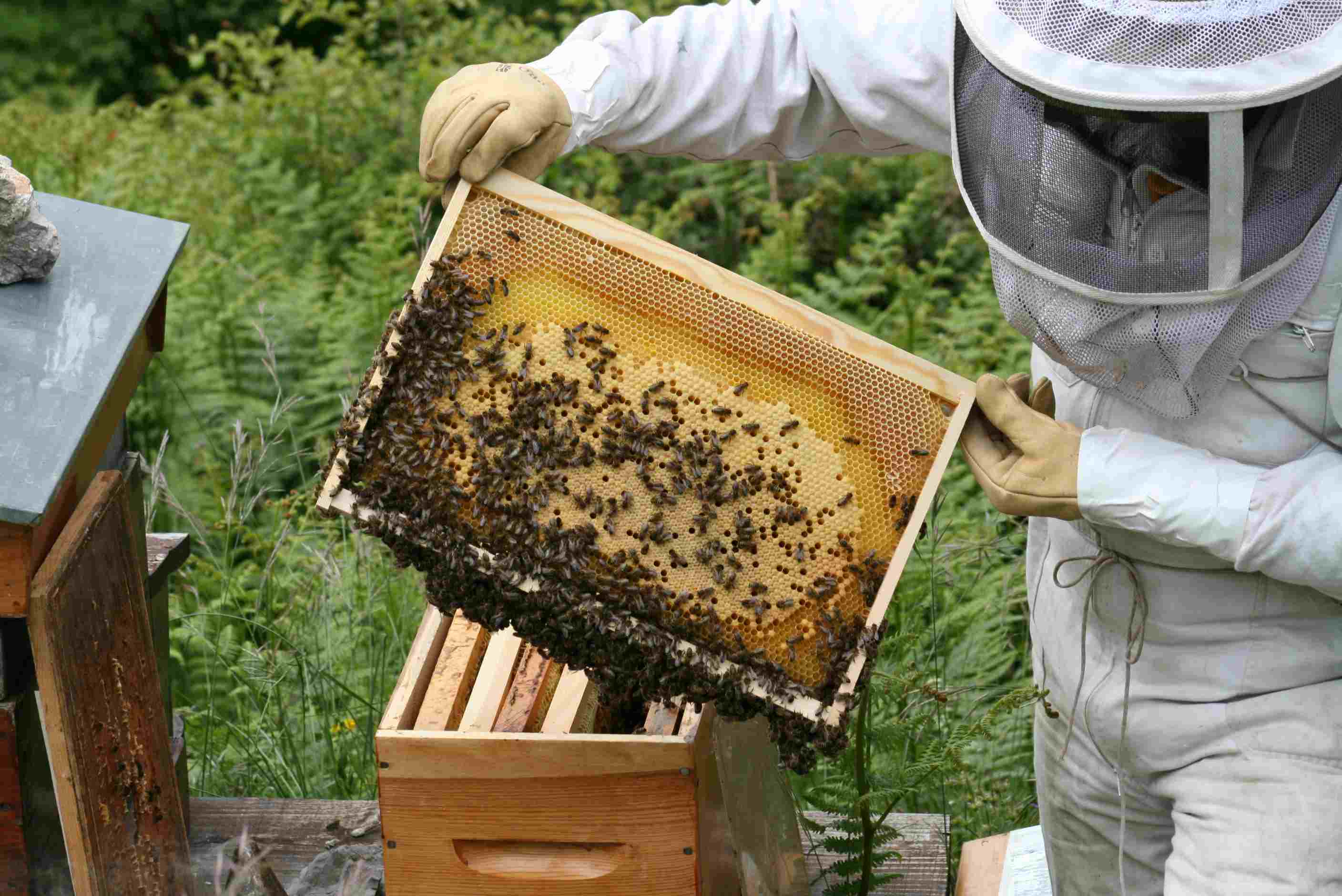 Купить пчелосемьи в белгородской области. Пчелопакеты Карника. Пчелопакеты Бакфаст. Четырех рамочные пчелопакеты. Пчела Карника.